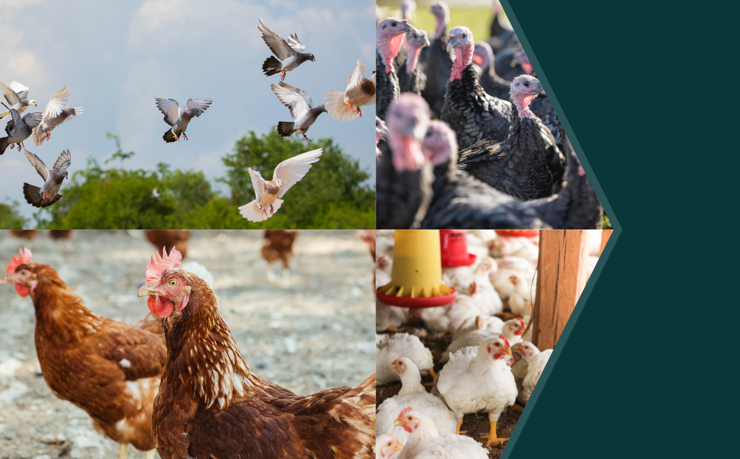 Avian Influenza Prevention Zone  - 27th January 2025