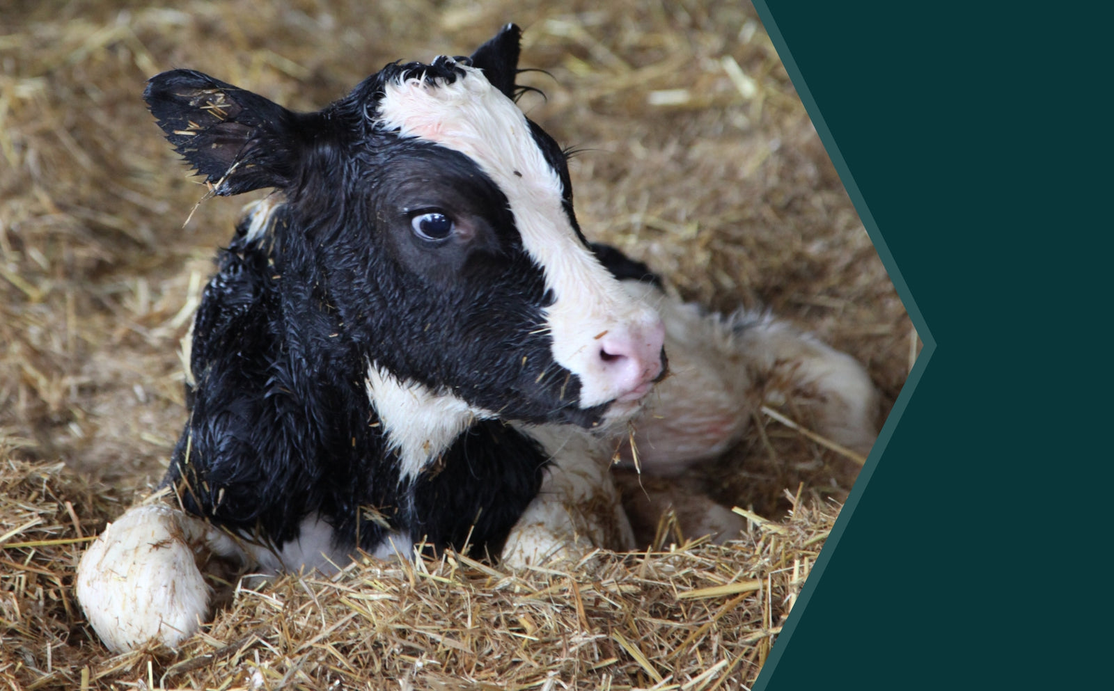 Top Tips for Naval Care During Calving