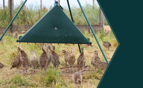 Help to Prevent Avian Influenza: Essential Biosecurity for Shoots