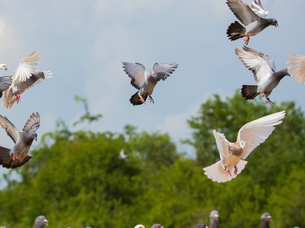 Racing Pigeon Supplies