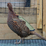 Quill Long Pheasant Saddle