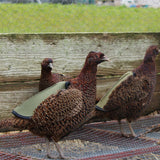 Quill Long Pheasant Saddle