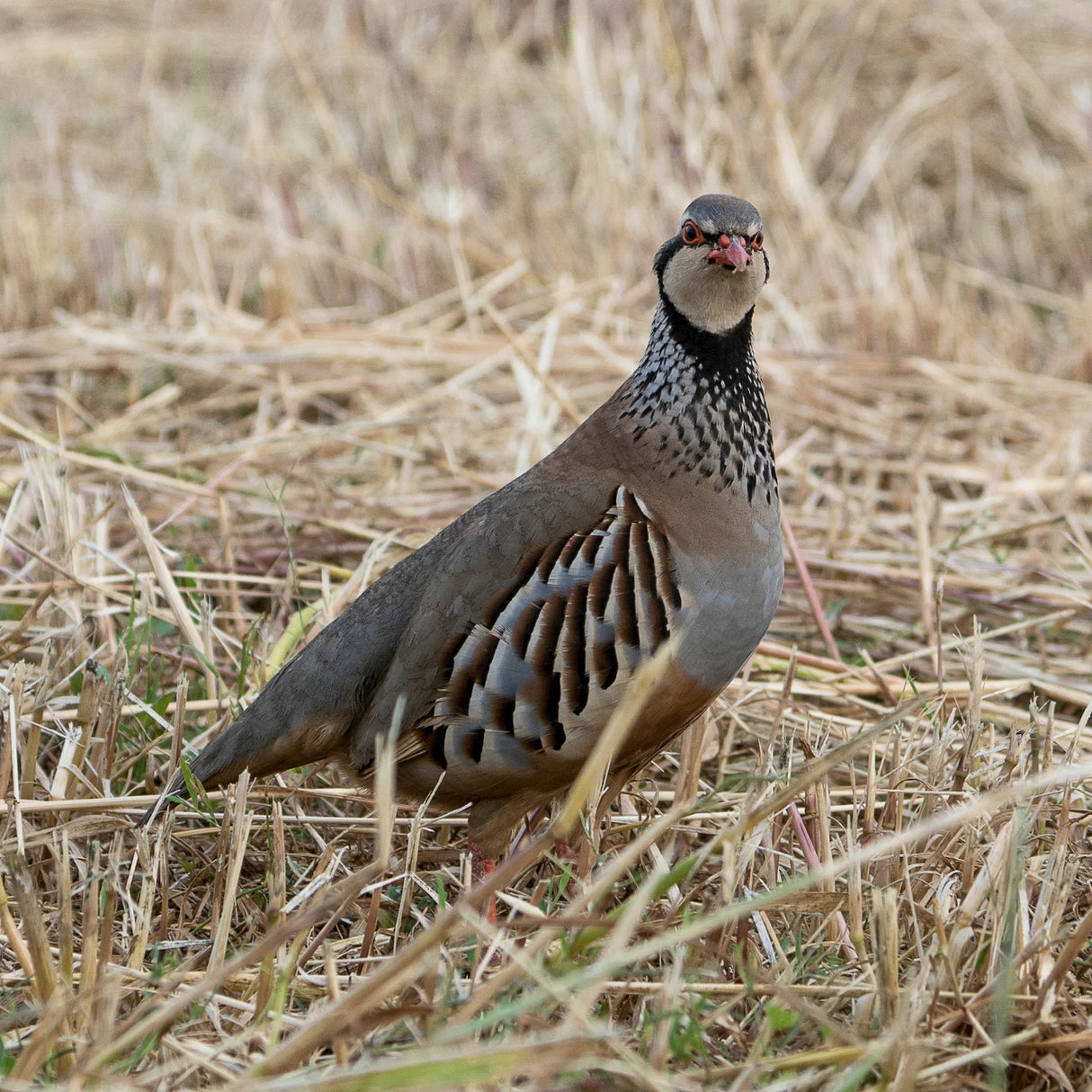 1 1/8" Partridge Top Netting