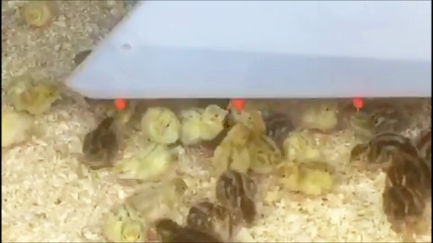 Quail Chicks with Mini Quill Drinker